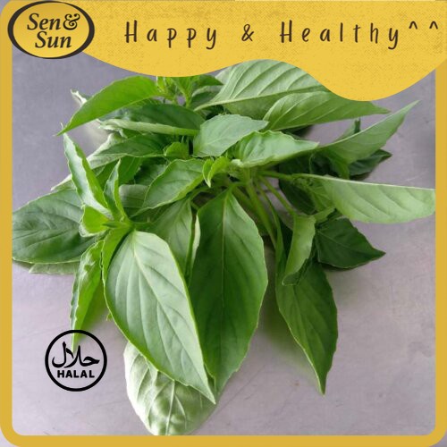 

Sen&Sun Daun Kemangi Hydroponic 20 gr -