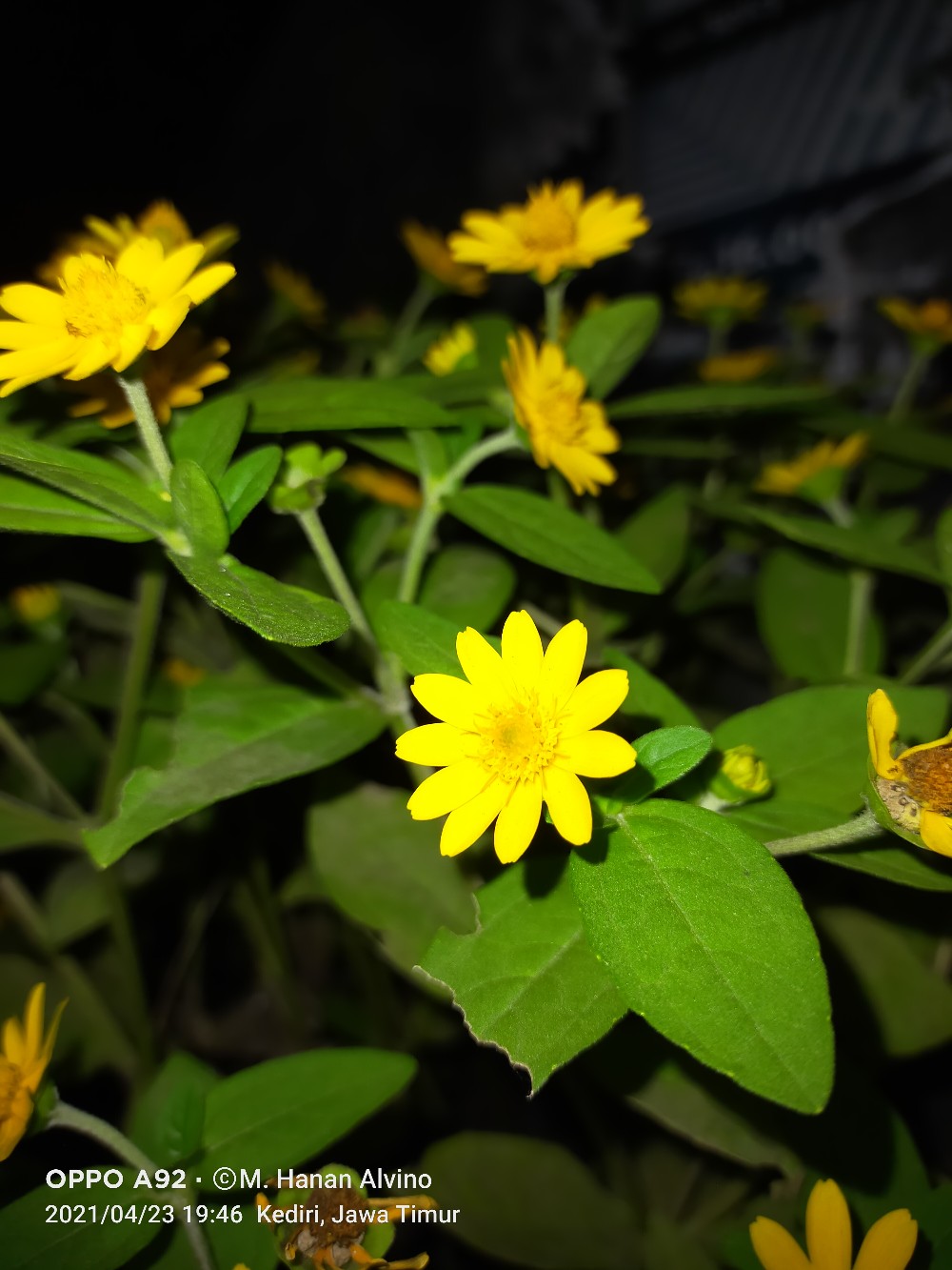 Pisau Dianjin Besar 7 / Pisau Gagang Hitam Stainless Super Tajam