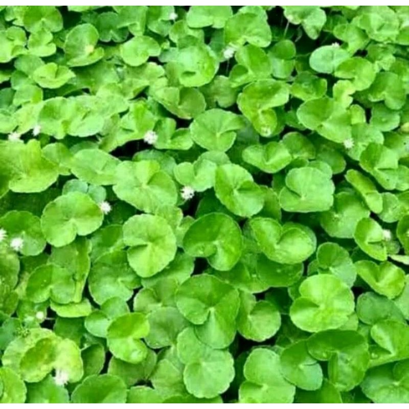 

Daun Pegagan Segar (antanan) perikat 200 gram