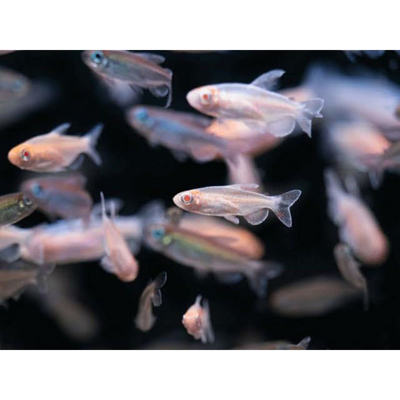ikan neon tetra albino