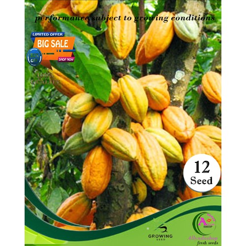 Isi 12 Butir Benih Kopi Coklat Cacao Kakao Kulit Kuning Shopee Indonesia