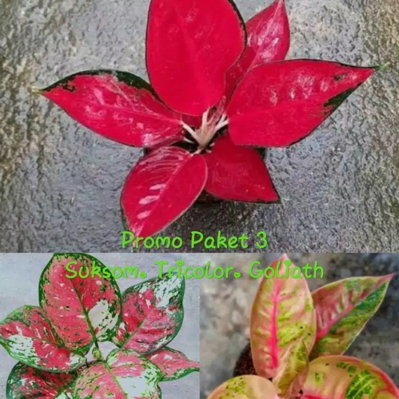 PAKET 3 tunas aglonema SUKSOM,GOLIATH,RED SUMATRA