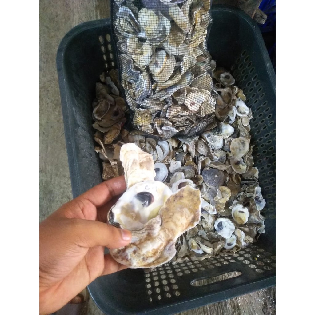 Kulit kerang Oyster/cangkang kerang tiram 1kg media filter/ kolam ikan koi/ph