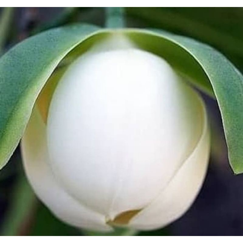 tanaman cempaka telur putih atau Magnolia coco