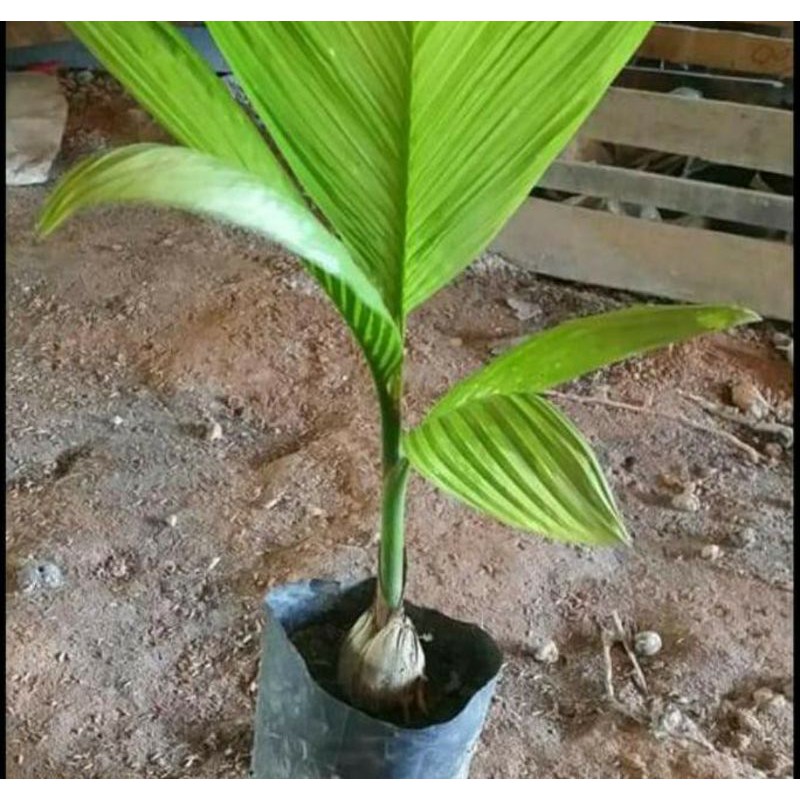 

[Fresh] BIBIT TANAMAN POHON PINANG ATAU JAMBE MURAH