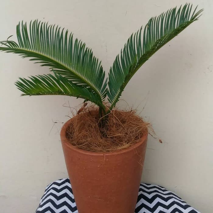 bibit tanaman palm sikas - pohon sikas - palem sikas