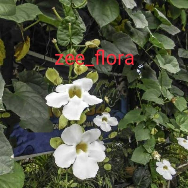 pohon rambat tumbergia / tumbergia pohon rambat