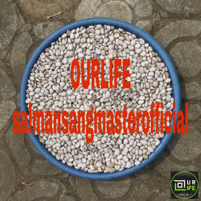 

1kg = 20Ribu!!! Kara Benguk / Koro Benguk Murmer