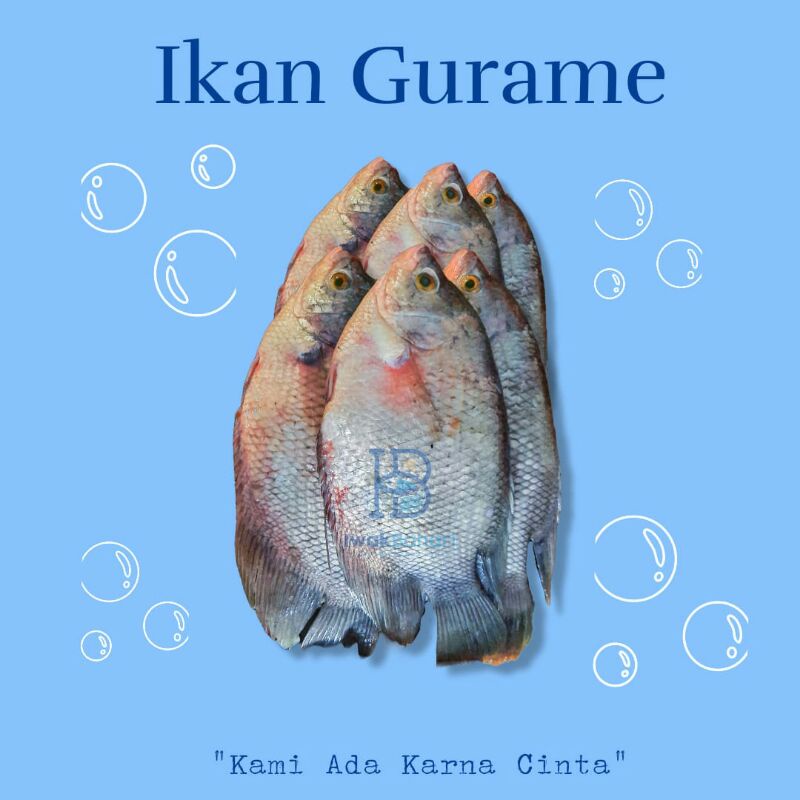 Ikan Gurame Besar Segar