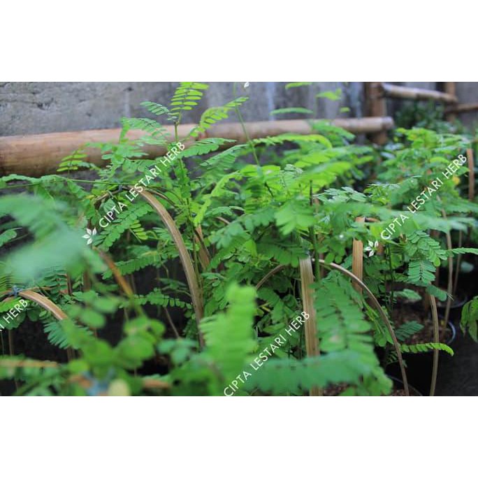 Re5t0ck Bibit Pohon Saga - Tanaman Daun Rambat - Herbal #_#