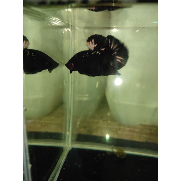 Cupang Avatar Gold Real Pic