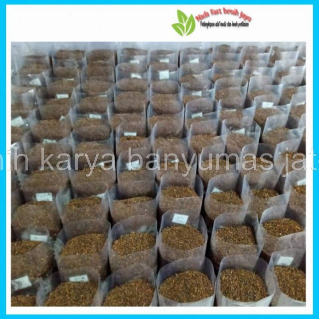 TERBAIK Media Tanam siap pakai campuran dari cocopeat / arang sekam / tanah / pupuk kandang