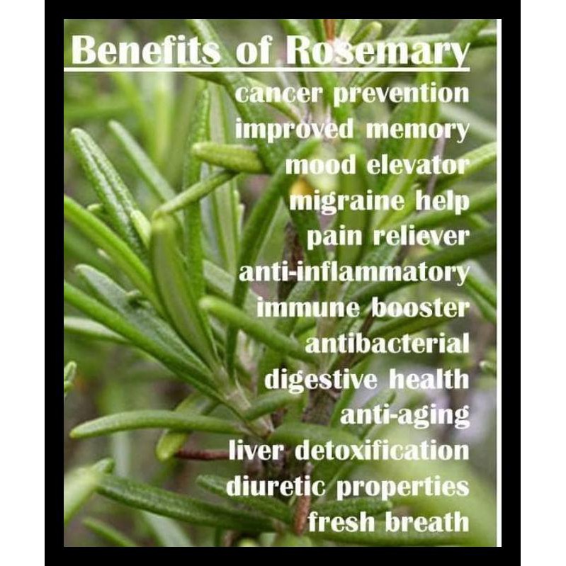 Rosemary Oil / Pure Essential Oil 5 Ml CUCI GUDANG