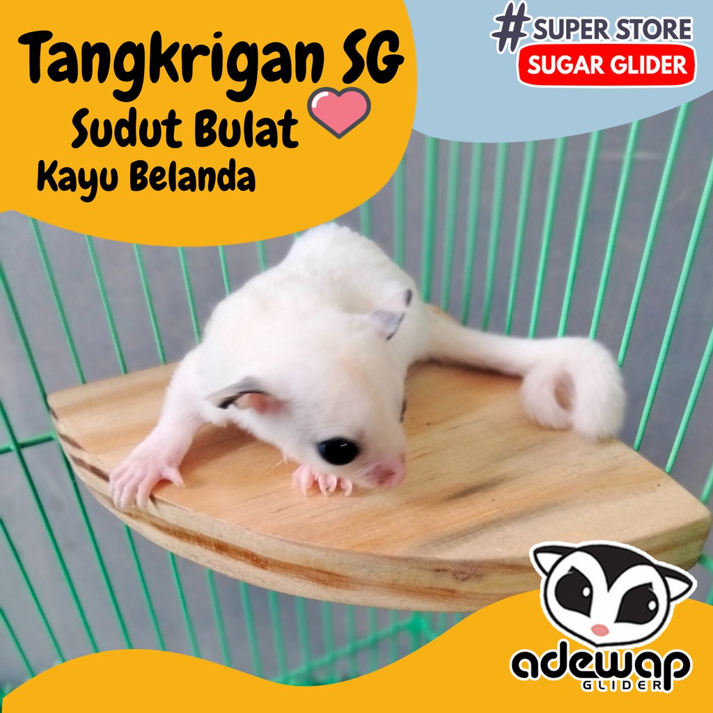ADEWAP GLIDER Tangkringan Standing Sudut Kandang Sugar Glider