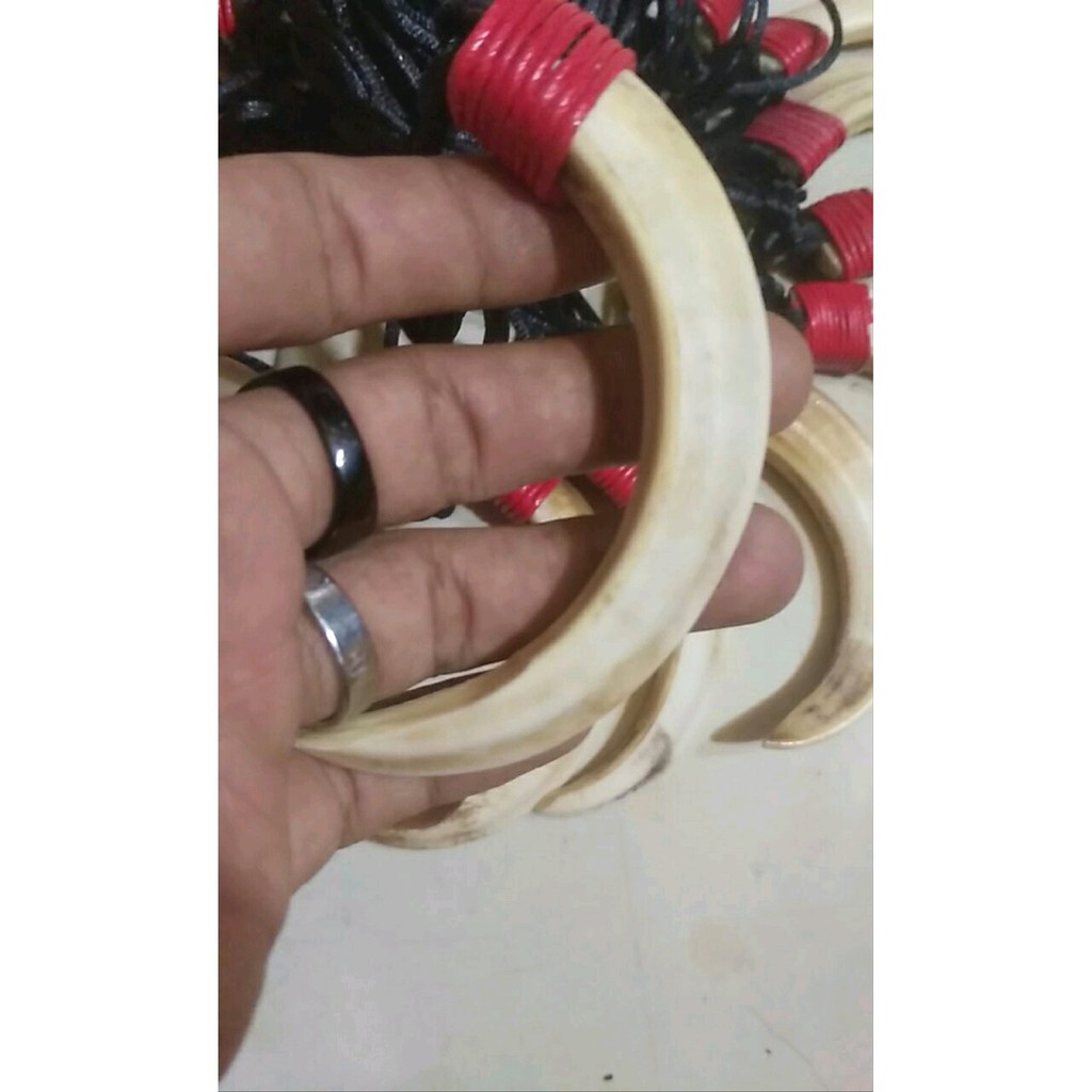 taring babi hutan mantab Berkualitas