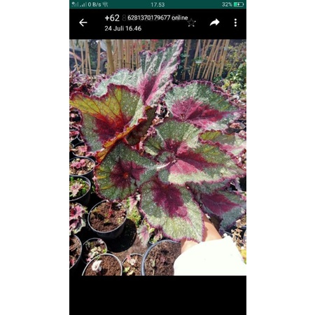 PAKET BEGONIA