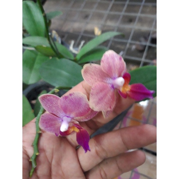 Paketan Anggrek Bulan Pasca