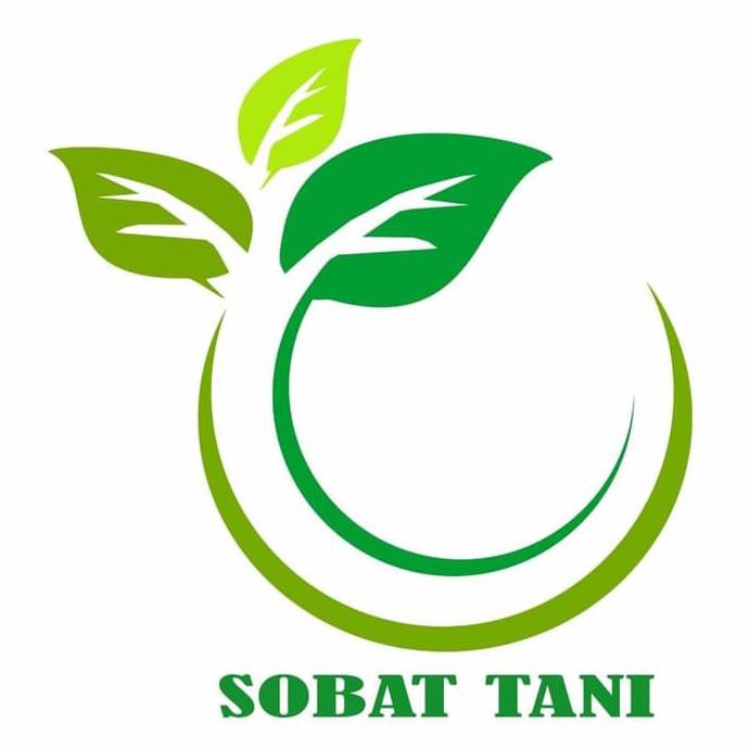 BIBIT POHON CEMARA UDANG - TANAMAN HIAS CEMARA UDANG TERBAIK