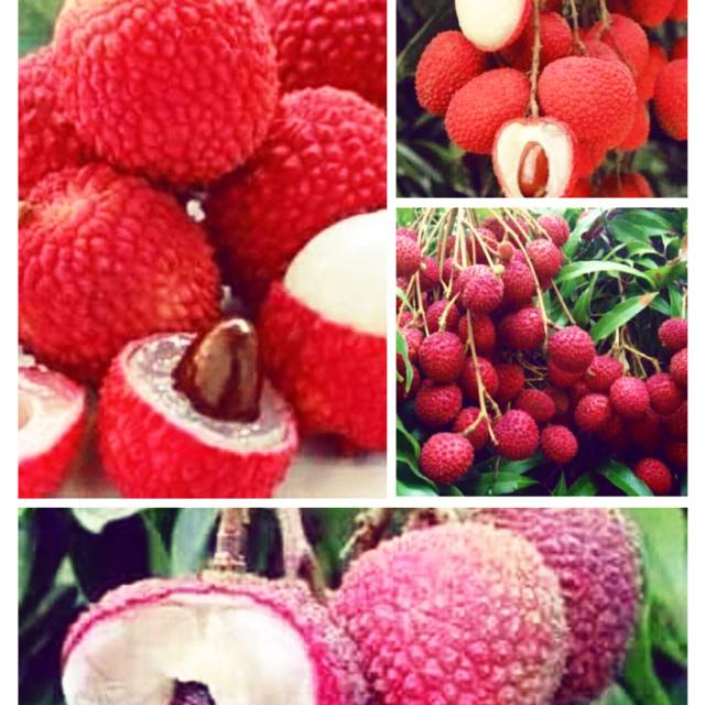 BIBIT Leci merah kom UNGGUL CEPAT BERBUNGA