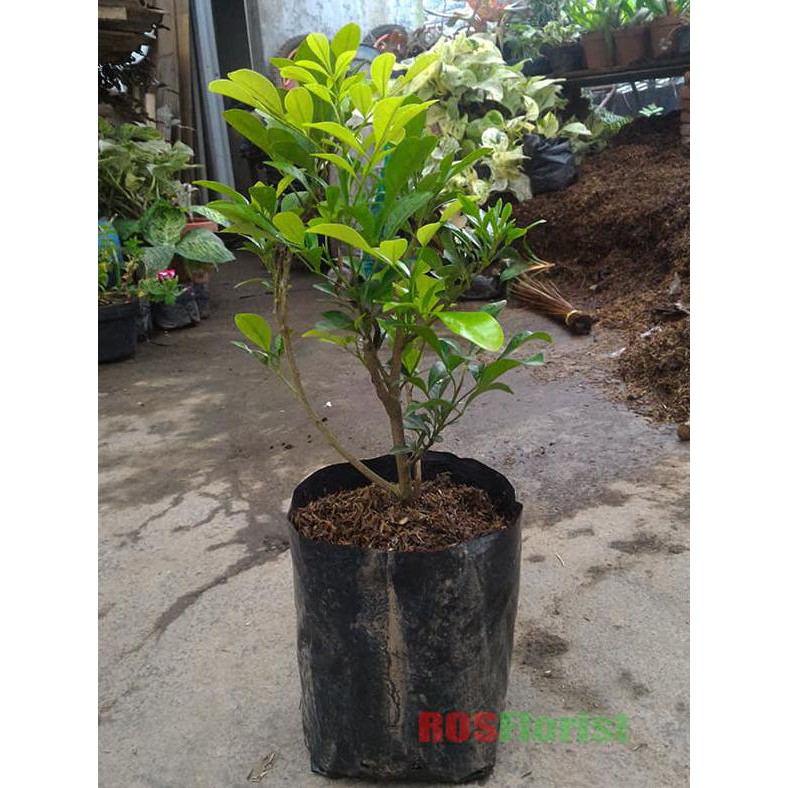 Scpy Bibit Tanaman Bunga Pacar Cina / Kemuning Cina