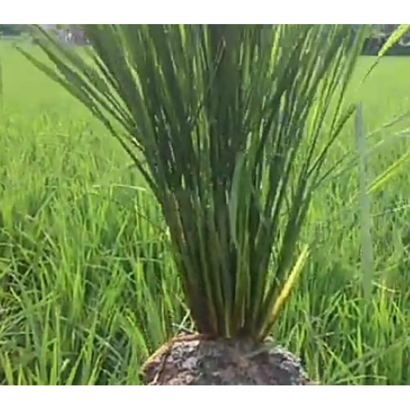 BENIH PADI AMAZONE dan by 208 ANAKAN TERBANYAK