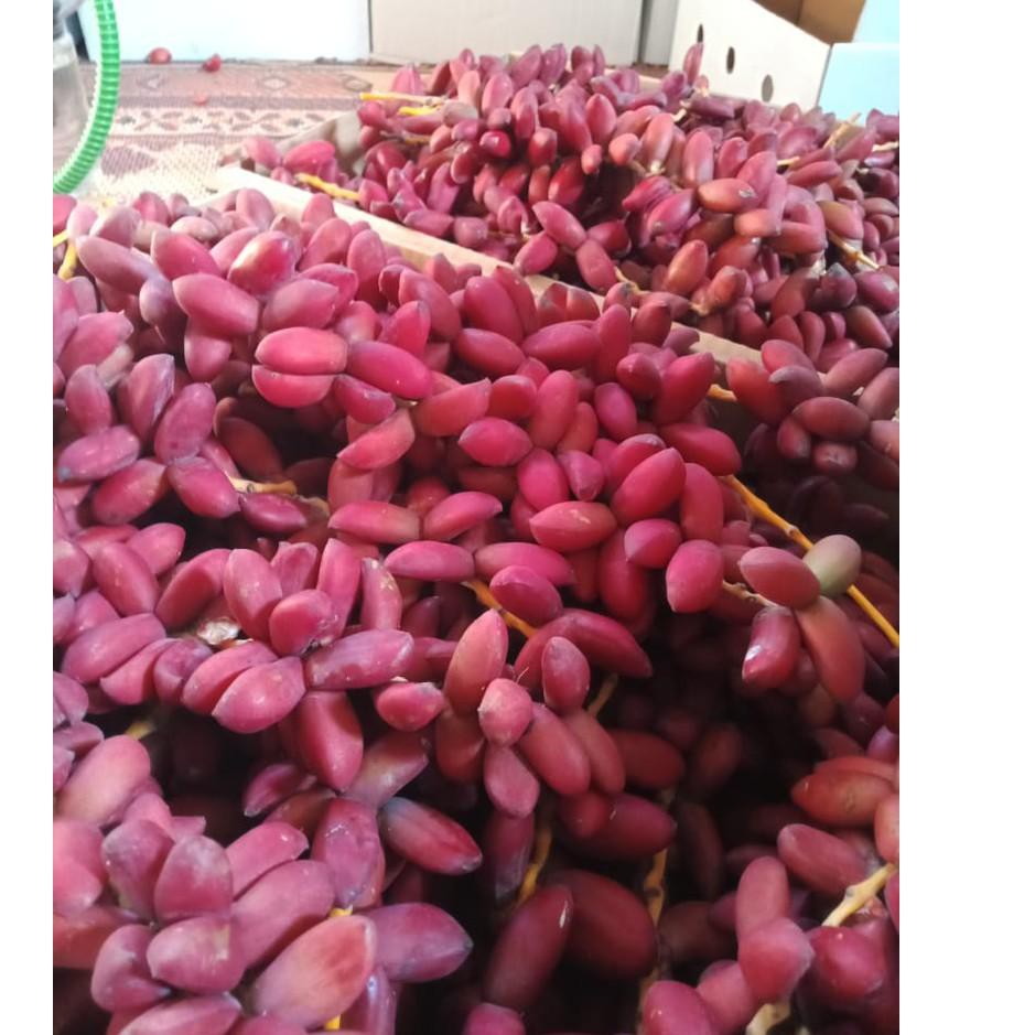 

PASTI READY!!!! Kurma Muda Merah Promil 250 gr