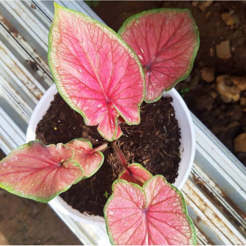 

Red Jaguar Daun Ganda