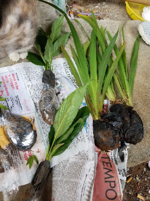 New Produck!! Tanaman Hias Peace Lili - Pohon Sepatu Flum - Peace