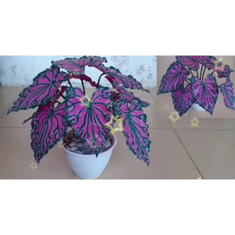 Bunga Keladi hias plastik