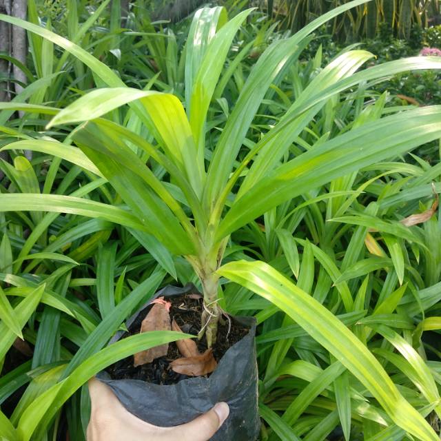Daun Pandan / Pandan Wangi / Pandan