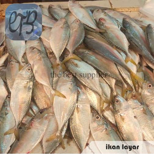 

Ikan Layar Segar