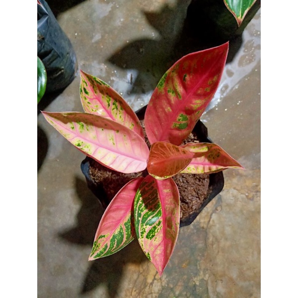 Aglaonema Pride of Sumatra mutasi
