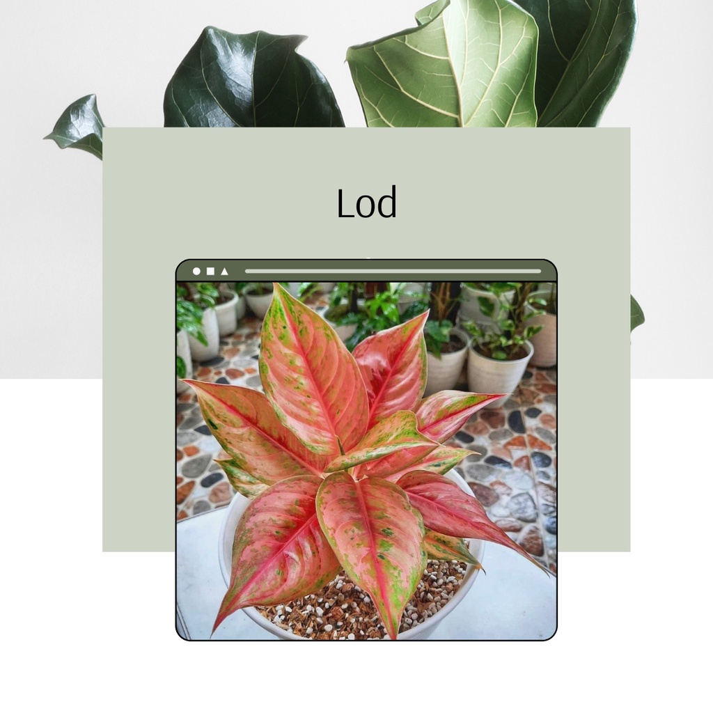 Tanaman Hias Bibit Anakan Tanaman Hias Aglonema Light Off Diamond - Aglonema LOD