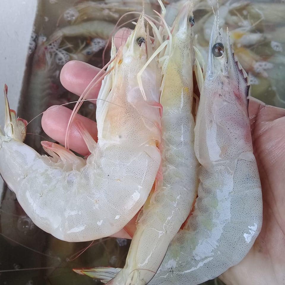 Udang Laut Putih Asli Laut Shopee Indonesia