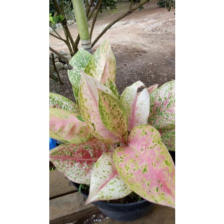 Aglaonema Big Roy