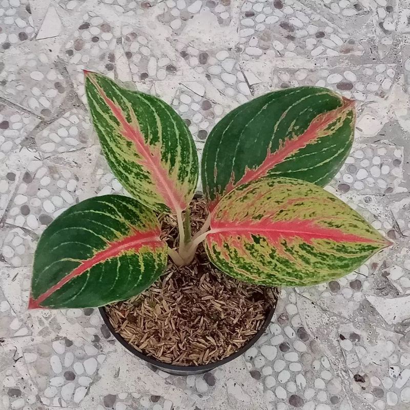 aglonema andini / anakan aglonema / bibit aglonema andini