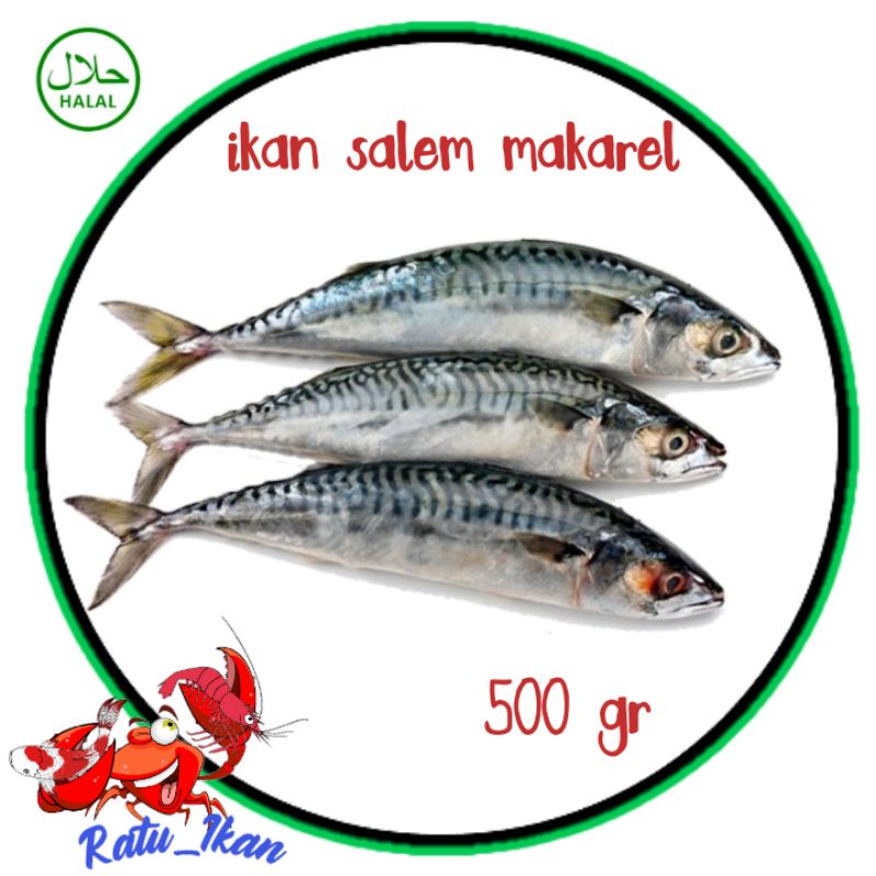 

ikan salem makarel [500gram] ratu_ikan