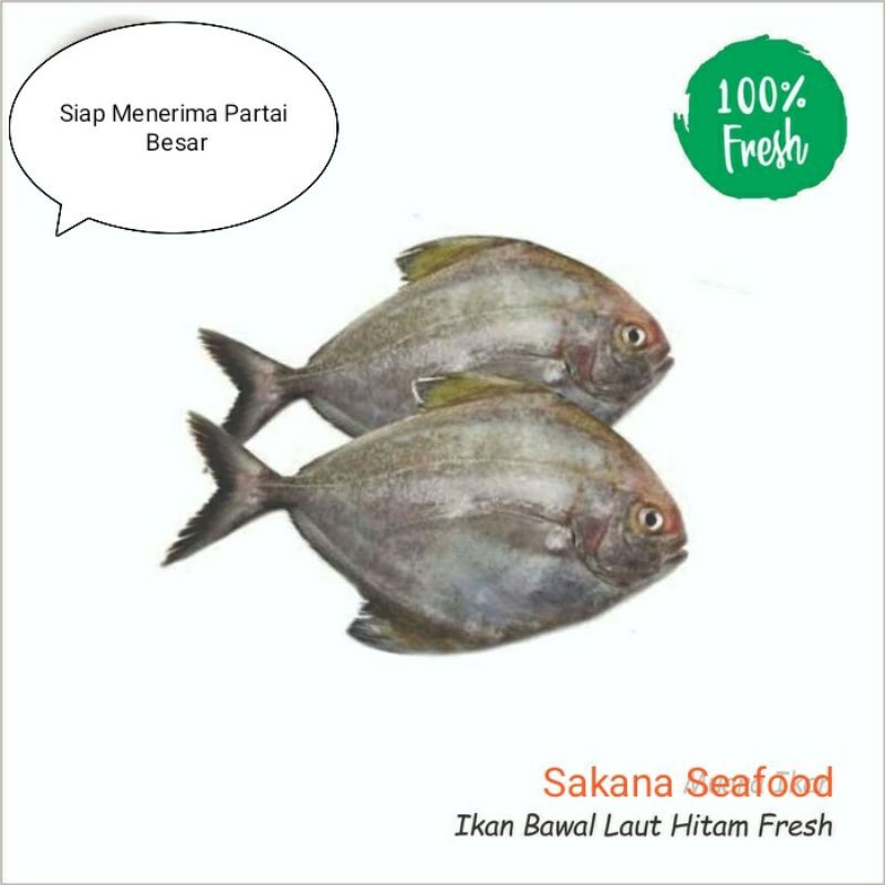 

Ikan Bawal Laut Fresh 1kg
