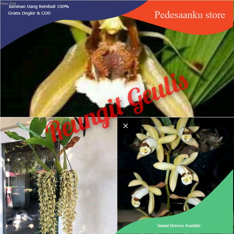paket anggrek coelogyne spesies 3 jenis - paket anggrek spesies