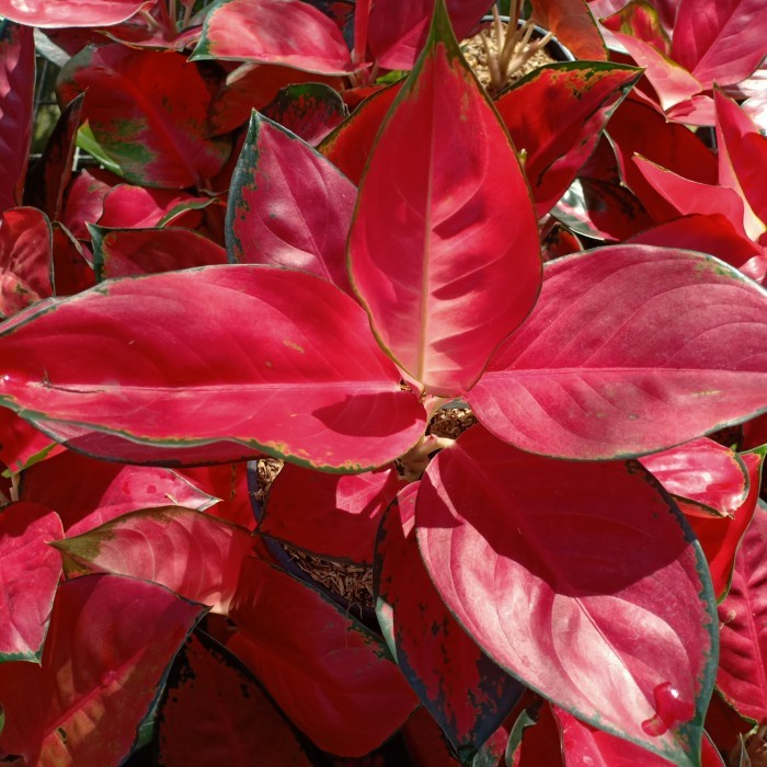 aglonema suksom jaipong stang pendek