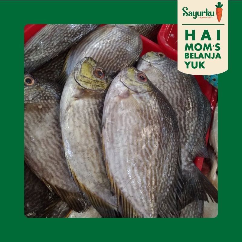 

Ikan Baronang 500gr