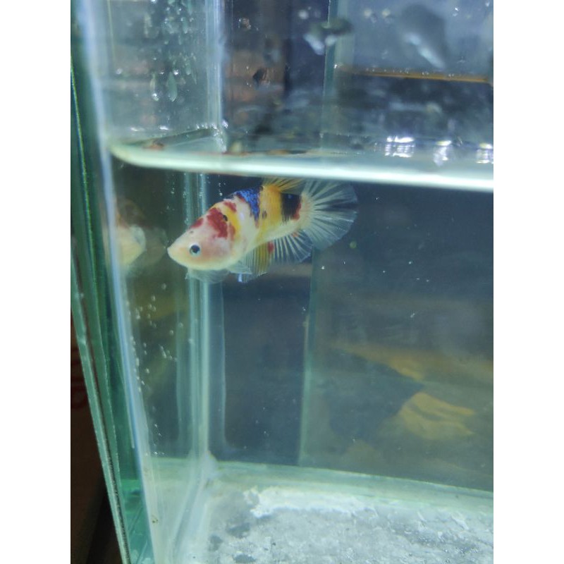 cupang plakat yellow base multi galaxy