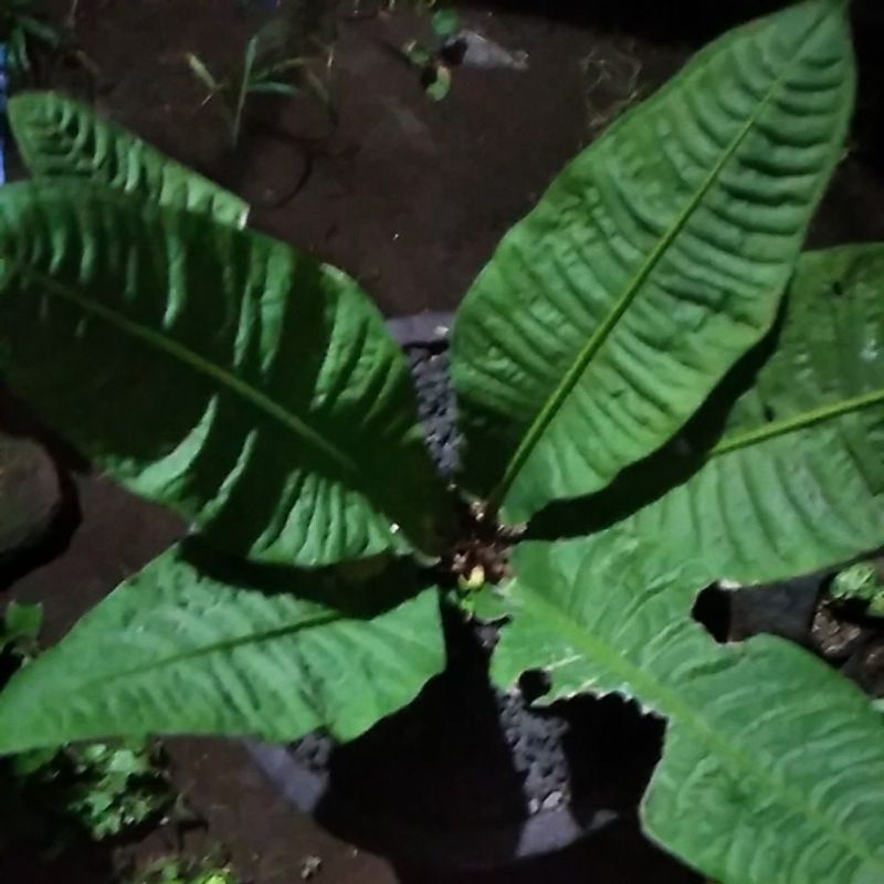 anthurium reflexinervium