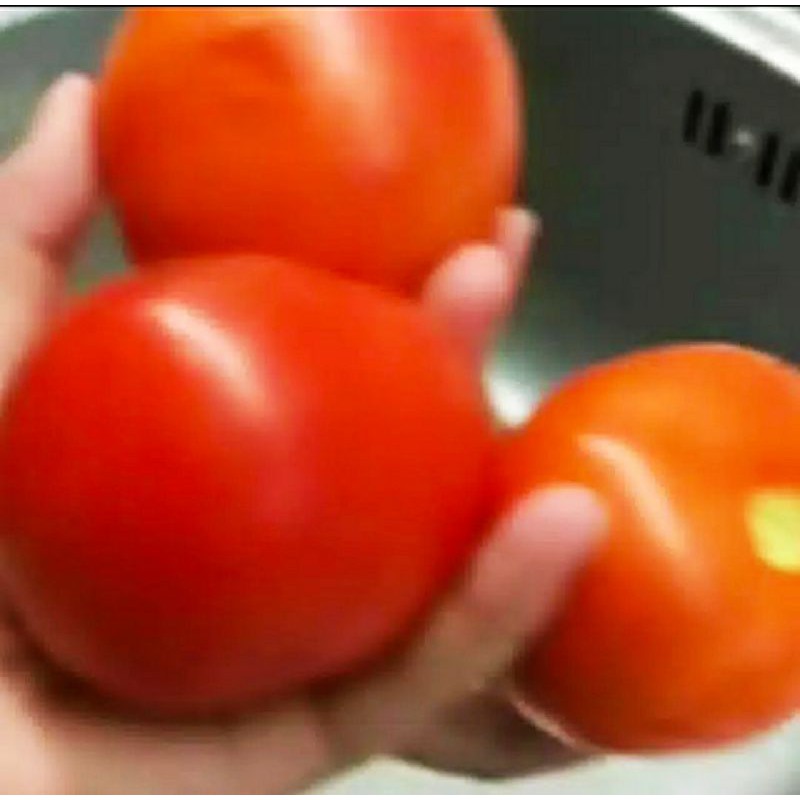 

Tomat merah besar
