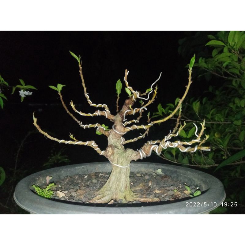 bonsai loa smal program
