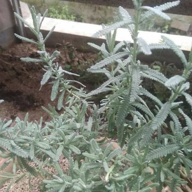 Tanaman lavender French lavender Perancis lavender asli