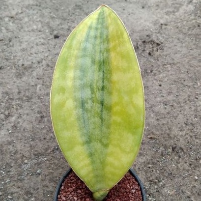 kaktus sukulen// sansevieria masoniana varigata kuning