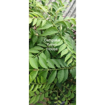 

Daun Kari Daun Salam Koja segar