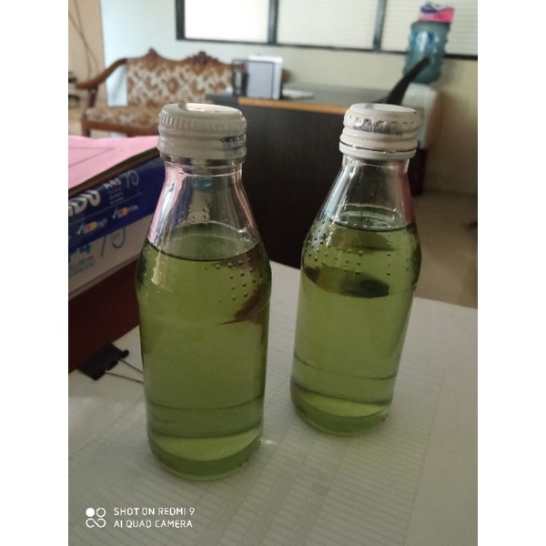 Minyak kayu putih Asli pulau Buru