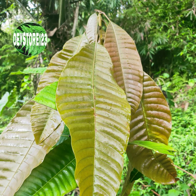 

Jual Daun Mangga Muda Murah per 300 grm